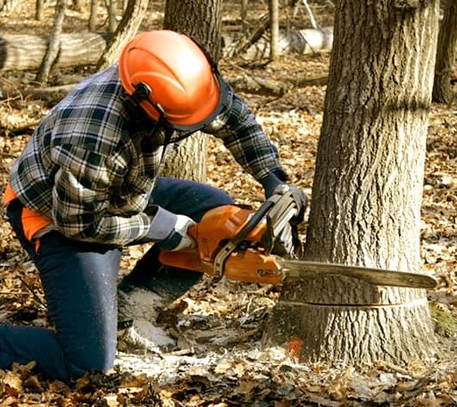 Tree Removal in Battery Park, VA